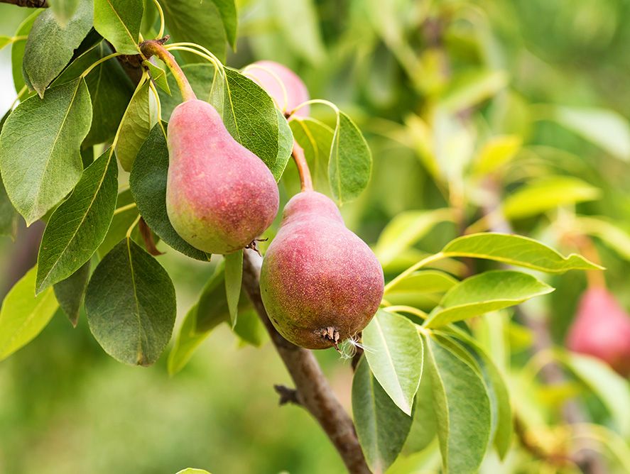 hg23-comicepears_03.jpg