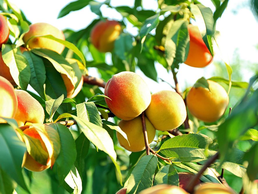 hg23-orchardpeaches_02.jpg