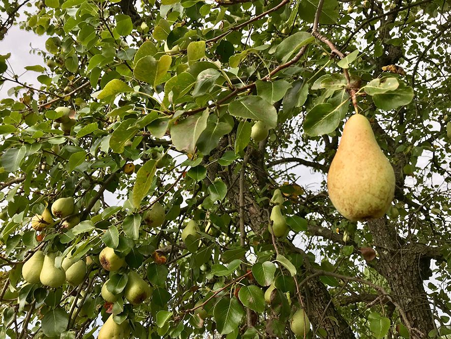 hg24-bartlettpears_02.jpg