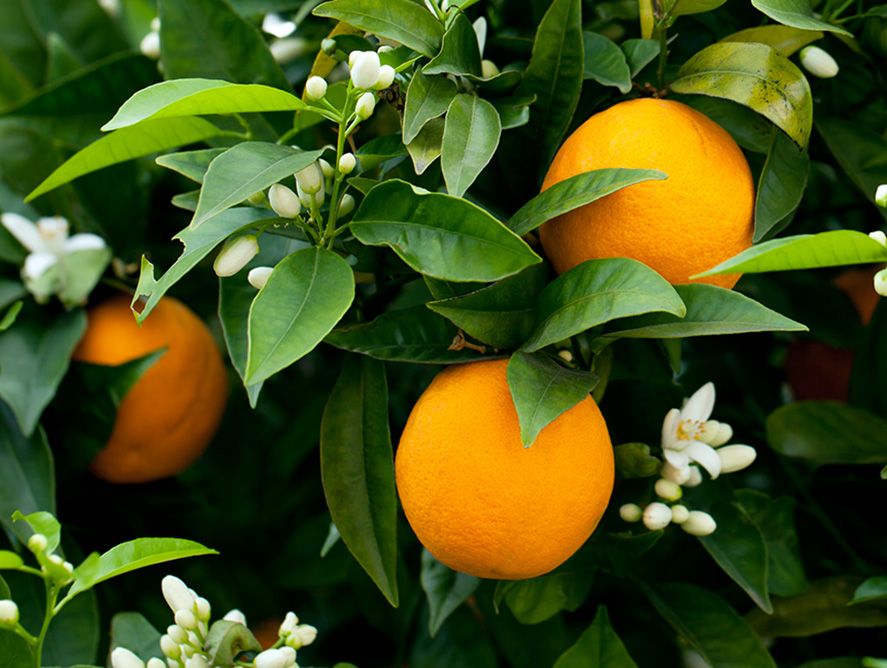 Dwarf Glen Navel Orange Tree