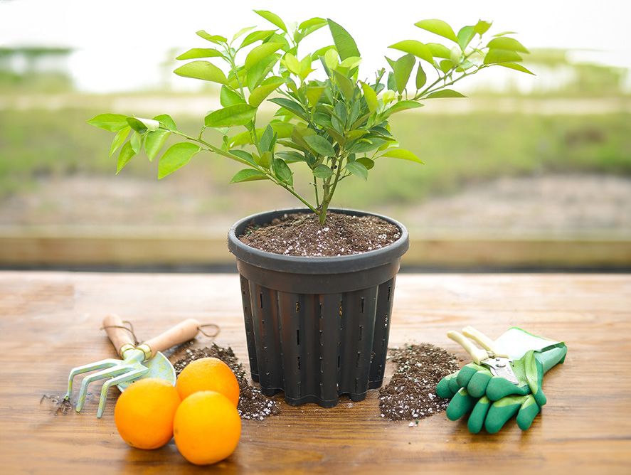 hg24-dwarfvalenciaorangetree_01.jpg