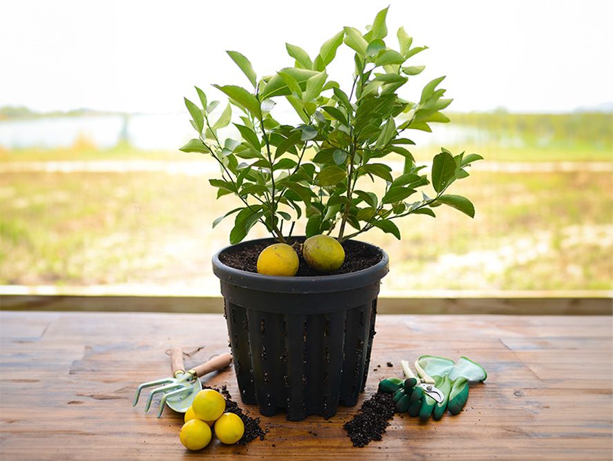hg24-meyerlemonbush_01.jpg