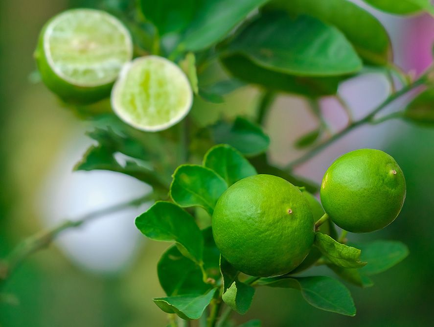 Mini Key Lime Tree