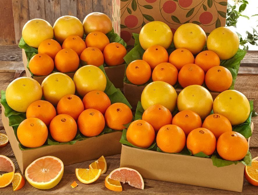 hg24-orangesgrapefruit_04.jpg