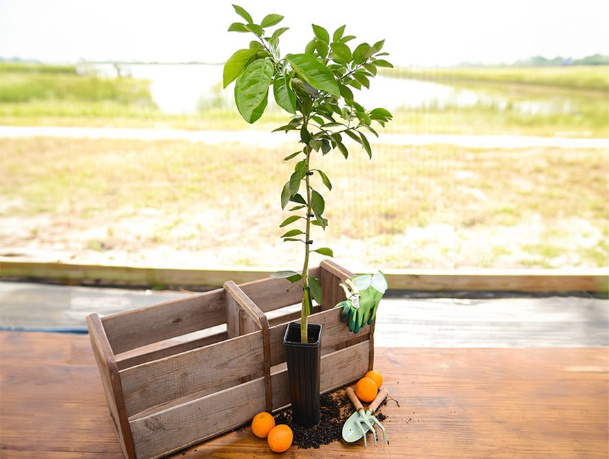 hg24-valenciaorangetree_01.jpg