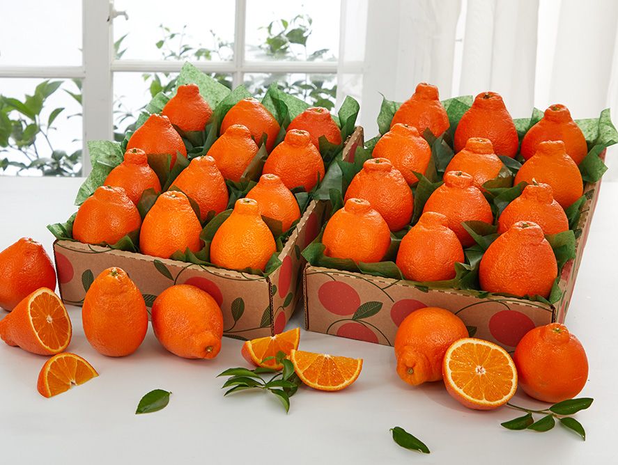 Buy 1 Get 1 Free Honeybell Trays | Hale Groves