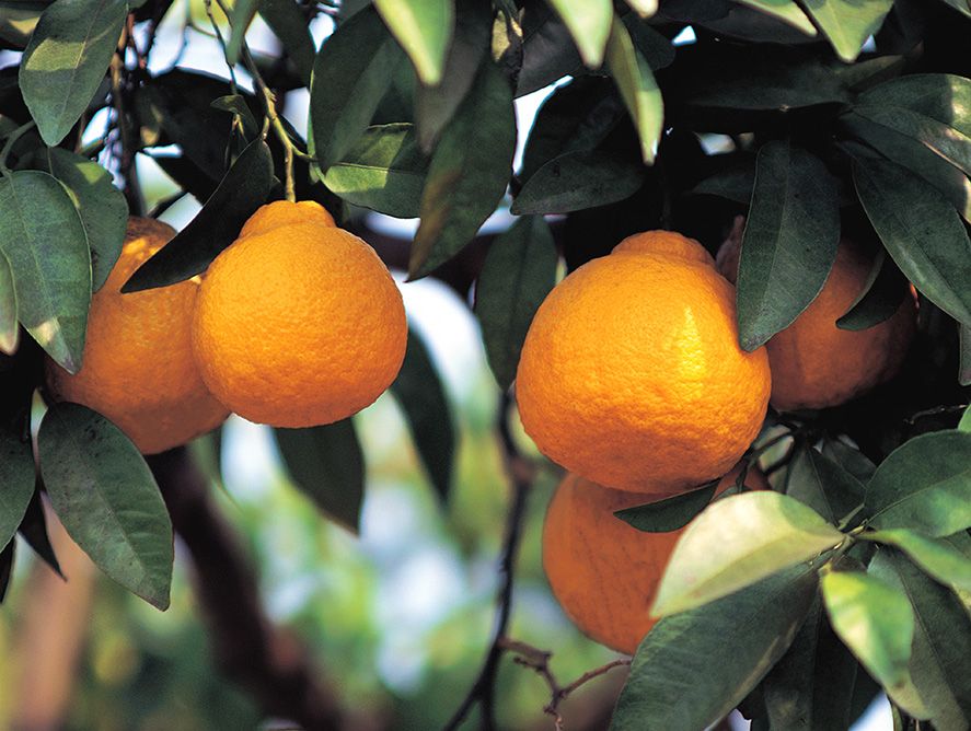 hg25-goldenhoneybells_03.jpg