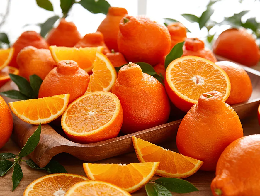 Honeybell Oranges: Buy Honeybell Oranges From Hale Groves, Vero Honeybell Oranges: Buy Honeybell Oranges From Hale Groves, Vero