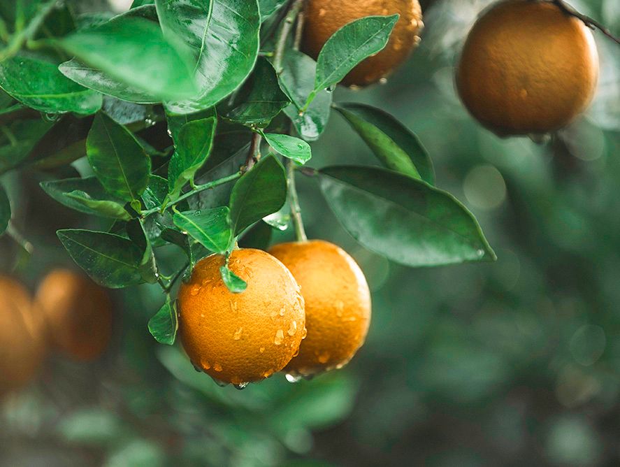 hg25-minihoneybells_03.jpg
