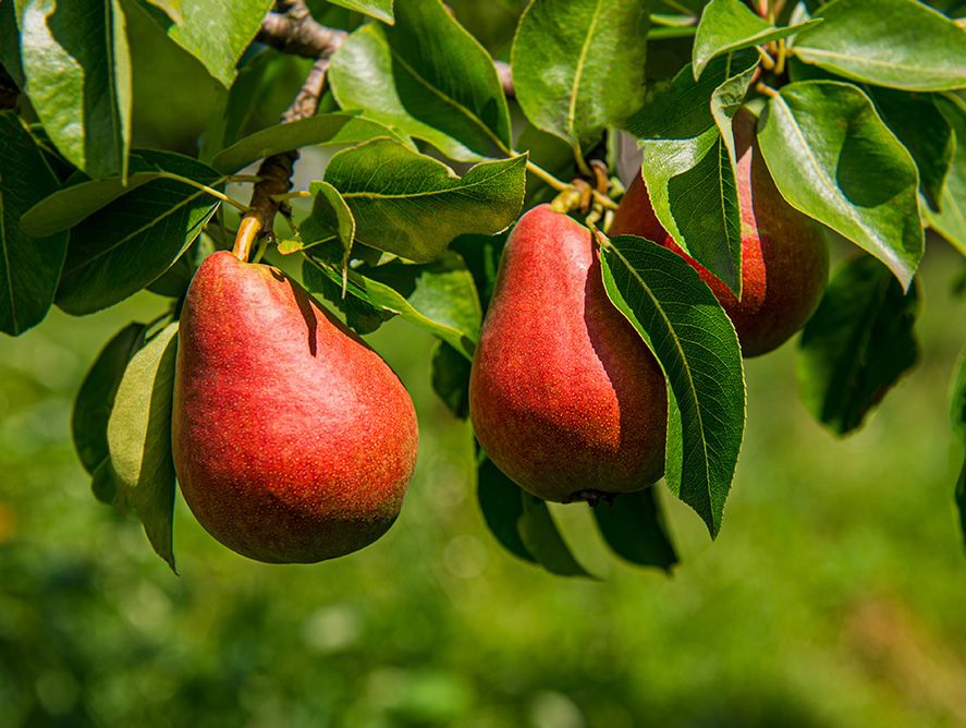 hg25-redpear_02.jpg