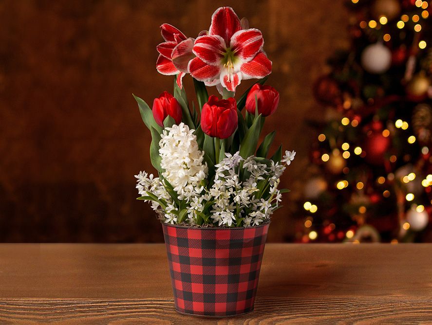 Holiday Joy Bulb Garden