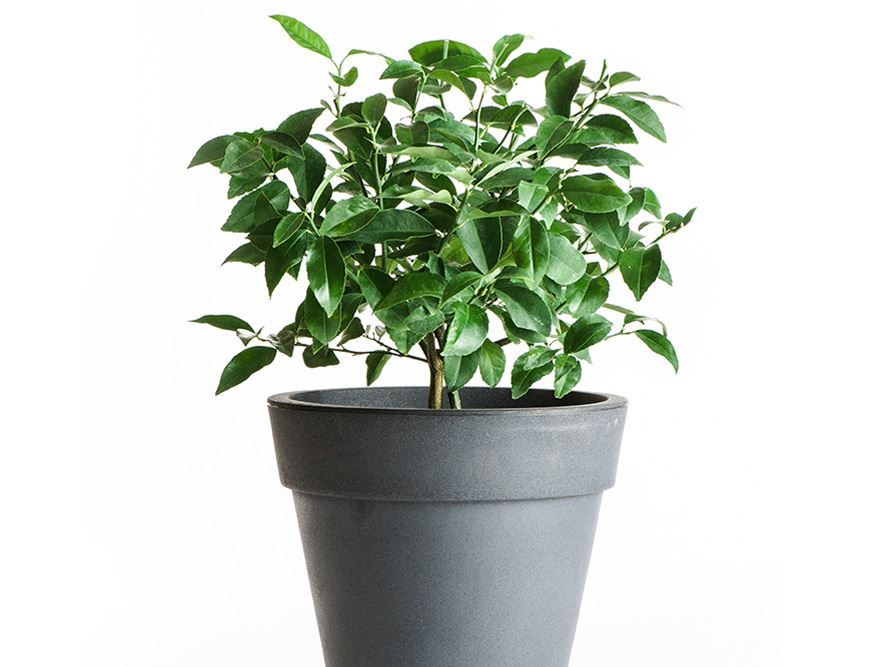 LemonLime Cocktail Tree